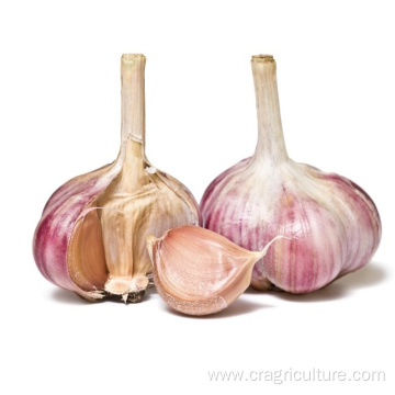 Export Red Chinese Garlic Vegetable Price